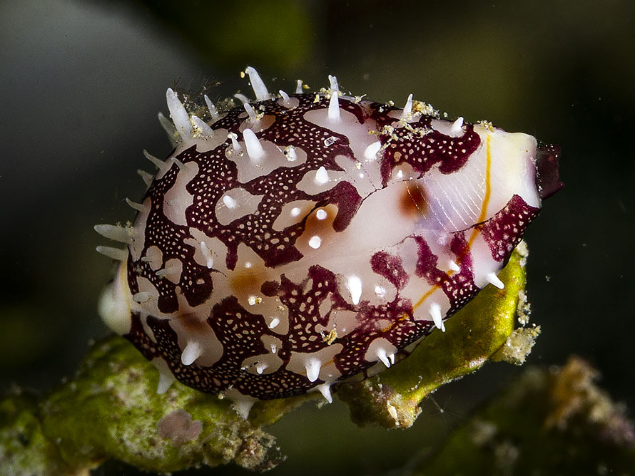 Diminovula culmen